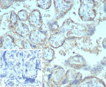 IHC staining of FFPE human placental tissue with CD147 antibody (clone BSG/7953) at 2ug/ml. Inset: PBS used in place of primary Ab (secondary Ab negative control). HIER: boil tissue sections in pH 9 10mM Tris with 1mM EDTA for 20 min and allow to cool before testing.