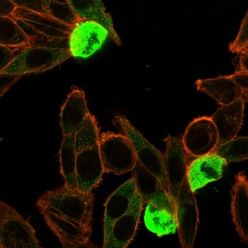 ZNF846 Zinc Finger Transcription Regulator Antibody HeLa Cell IF. Immunofluorescence analysis of PFA-fixed human HeLa cells using ZNF846 Antibody (clone PCRP-ZNF846-1E12) followed by goat anti-mouse IgG-CF488 (green) shows strong nuclear localization consistent with ZNF846 function as a zinc finger transcription-associated protein. CF640R phalloidin (red) highlights actin cytoskeletal structures, providing contrast to the nuclear ZNF846 signal and cellular morphology.