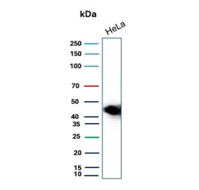 Western blot testing of human HeLa cell lysate with CD147 antibody. Predicted molecular weight: ~27 kDa (unmodified), 43-66 kDa (glycosylated).