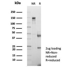 SDS-PAGE analysis of purified, BSA-free CD147 antibody (clone BSG/7951) as confirmation of integrity and purity.