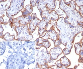IHC staining of FFPE human placental tissue with Basigin/CD147 antibody (clone BSG/7952) at 2ug/ml. Inset: PBS used in place of primary Ab (secondary Ab negative control). HIER: boil tissue sections in pH 9 10mM Tris with 1mM EDTA for 20 min and allow to cool before testing.