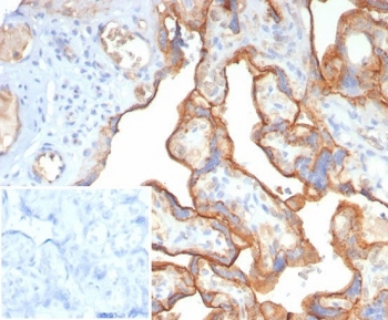 Immunohistochemistry analysis of BSG antibody in human placental tissue (clone BSG/7955). FFPE human placenta sections demonstrate HRP-DAB brown membranous and cytoplasmic staining in trophoblastic cells lining chorionic villi. The staining pattern highlights strong cell surface localization consistent with CD147 Basigin expression in placental epithelium, while underlying stromal cells show comparatively weaker signal. The inset shows PBS used in place of primary antibody as a secondary antibody negative control, demonstrating absence of specific brown staining. Heat induced epitope retrieval was performed by boiling tissue sections in pH 9 10 mM Tris with 1 mM EDTA for 20 minutes followed by cooling prior to antibody incubation.
