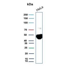 Western blot testing of human HeLa cell lysate with BSG antibody. Predicted molecular weight: ~27 kDa (unmodified), 43-66 kDa (glycosylated).