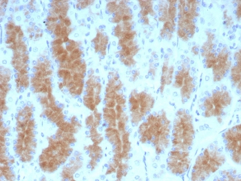 Immunohistochemistry analysis of CEACAM1 antibody in human stomach tissue. FFPE human gastric mucosa shows strong membranous and apical HRP-DAB brown staining in glandular epithelial cells lining the gastric glands, consistent with CEACAM1, also known as Biliary glycoprotein 1, localization at the luminal surface. Stromal cells demonstrate minimal background staining. Heat induced epitope retrieval was performed by boiling tissue sections in pH 9 10 mM Tris with 1 mM EDTA for 20 minutes followed by cooling prior to staining.