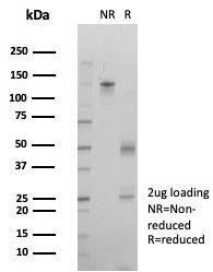 SDS-PAGE analysis of purified, BSA-free Interferon regulatory factor 3 antibody (clone PCRP-IRF3-2F9) as confirmation of integrity and purity.