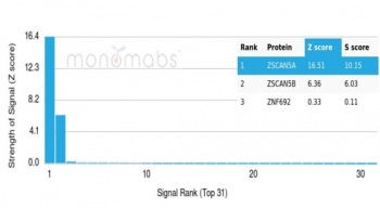 Analysis of a HuProt(TM) microarray containing more than 19,000 full-length human proteins using ZNF495 antibody (clone PCRP-ZSCAN5A-2H4). Z- and S- Score: The Z-score represents the strength of a signal that a monoclonal antibody (in combination with a fluorescently-tagged anti-IgG secondary antibody) produces when binding to a particular protein on the HuProt(TM) array. Z-scores are described in units of standard deviations (SD's) above the mean value of all signals generated on that array. If targets on HuProt(TM) are arranged in descending order of the Z-score, the S-score is the difference (also in units of SD's) between the Z-score. S-score therefore represents the relative target specificity of a mAb to its intended target. A mAb is considered to specific to its intended target, if the mAb has an S-score of at least 2.5. For example, if a mAb binds to protein X with a Z-score of 43 and to protein Y with a Z-score of 14, then the S-score for the binding of that mAb to protein X is equal to 29.