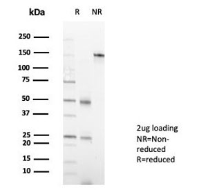 SDS-PAGE analysis of purified, BSA-free Myeloid zinc finger 1 antibody (clone PCRP-MZF1-1E8) as confirmation of integrity and purity.