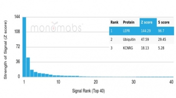 Analysis of a HuProt(TM) microarray containing more than 19,000 full-length human proteins using Ob-R antibody (clone LEPR/4545). Z- and S- Score: The Z-score represents the strength of a signal that a monoclonal antibody (in combination with a fluorescently-tagged anti-IgG secondary antibody) produces when binding to a particular protein on the HuProt(TM) array. Z-scores are described in units of standard deviations (SD's) above the mean value of all signals generated on that array. If targets on HuProt(TM) are arranged in descending order of the Z-score, the S-score is the difference (also in units of SD's) between the Z-score. S-score therefore represents the relative target specificity of a mAb to its intended target. A mAb is considered to specific to its intended target, if the mAb has an S-score of at least 2.5. For example, if a mAb binds to protein X with a Z-score of 43 and to protein Y with a Z-score of 14, then the S-score for the binding of that mAb to protein X is equal to 29.
