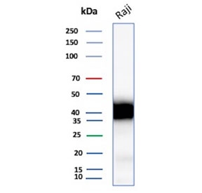 Western blot testing of human Raji cell lysate with recombinant CD48 antibody. Expected molecular weight: 28-50 kDa depending on glycosylation level.