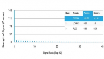 Analysis of a HuProt(TM) microarray containing more than 19,000 full-length human proteins using S100A4 antibody (clone S100A4/7097). Z- and S- Score: The Z-score represents the strength of a signal that a monoclonal antibody (in combination with a fluorescently-tagged anti-IgG secondary antibody) produces when binding to a particular protein on the HuProt(TM) array. Z-scores are described in units of standard deviations (SD's) above the mean value of all signals generated on that array. If targets on HuProt(TM) are arranged in descending order of the Z-score, the S-score is the difference (also in units of SD's) between the Z-score. S-score therefore represents the relative target specificity of a mAb to its intended target. A mAb is considered to specific to its intended target, if the mAb has an S-score of at least 2.5. For example, if a mAb binds to protein X with a Z-score of 43 and to protein Y with a Z-score of 14, then the S-score for the binding of that mAb to protein X is equal to 29.