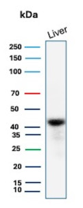 GLUL Antibody Recombinant Mouse MAb Liver WB. Western blot analysis of human liver lysate using GLUL Antibody recombinant mouse monoclonal clone rGLUL/8620. A distinct band is detected at approximately 42-45 kDa, consistent with the predicted molecular weight of Glutamate-ammonia ligase / GLUL, a glutamine-synthesizing enzyme involved in nitrogen metabolism and maintenance of hepatic amino acid homeostasis. Mild lower molecular weight signal broadening beneath the primary band likely reflects minor degradation products or partially processed GLUL species commonly observed in liver tissue lysates.