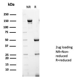 SDS-PAGE analysis of purified, BSA-free S100A13 antibody (clone S100A13/7484) as confirmation of integrity and purity.