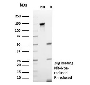 SDS-PAGE analysis of purified, BSA-free recombinant CD48 antibody (clone rCD48/8676) as confirmation of integrity and purity.
