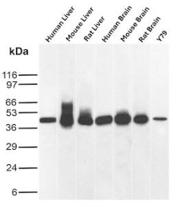 SDS-PAGE analysis of purified, BSA-free GLUL antibody (clone rGLUL/8621) as confirmation of integrity and purity.