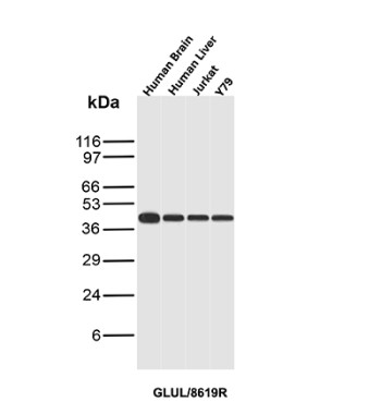 SDS-PAGE analysis of purified, BSA-free GLUL antibody (clone GLUL/8619R) as confirmation of integrity and purity.