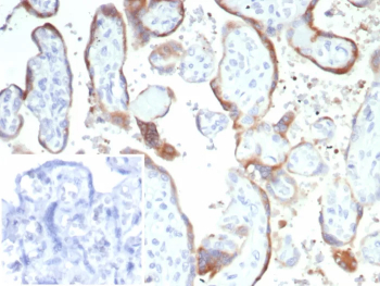CD21 Antibody Placenta IHC. Immunohistochemistry of Complement Receptor 2 / CD21 in FFPE human placenta tissue using recombinant CD21 antibody, clone rCR2/6964. HRP-DAB brown staining highlights trophoblast cell membranes lining chorionic villi, while stromal cores show minimal staining and nuclei are counterstained blue. Inset: PBS was used in place of primary antibody as a negative control to confirm specificity of staining.