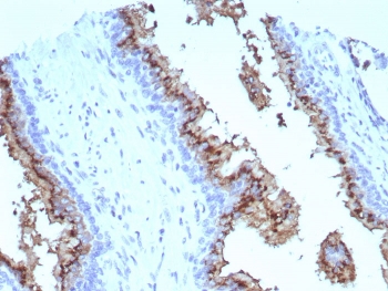 Prostein Antibody for IHC. Immunohistochemistry analysis of Prostein / SLC45A3 antibody staining in FFPE human prostate tissue using clone SLC45A3/7647. Strong cytoplasmic and perinuclear staining is observed in prostate glandular epithelial cells lining luminal structures, consistent with Golgi-associated localization of Prostein, while surrounding stromal cells remain negative. The staining highlights epithelial cell polarity and intracellular compartmentalization associated with solute carrier transport function within the secretory pathway. Heat-induced epitope retrieval was performed in pH 9 Tris-EDTA buffer for 20 minutes followed by cooling prior to antibody incubation.