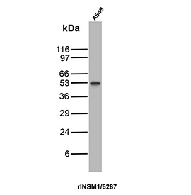 Western blot analysis of INSM1 Antibody Recombinant Mouse MAb (clone rINSM1/6287). Western blot testing of human A549 cell lysate using INSM1 Antibody Recombinant Mouse MAb (clone rINSM1/6287) detects a band at approximately 53 kDa, consistent with the expected molecular weight of Insulinoma-associated protein 1 (INSM1). This band corresponds to the INSM1 transcription factor, which is known to migrate near 50 kDa on SDS-PAGE gels despite a predicted molecular weight of approximately 52 kDa.