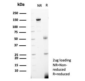 SDS-PAGE analysis of purified, BSA-free PCNA antibody (clone PCNA/4540) as confirmation of integrity and purity.