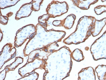 IHC analysis of CD40 Antibody in FFPE human placental tissue. The mouse monoclonal antibody (clone CD40/4940) demonstrates membranous HRP-DAB brown staining along trophoblastic cells lining chorionic villi, consistent with TNFRSF5 / CD40 expression, while stromal cores show minimal staining. Heat-induced epitope retrieval was performed in 10mM Tris with 1mM EDTA, pH 9.0, at 95oC for 20 minutes followed by cooling before testing.