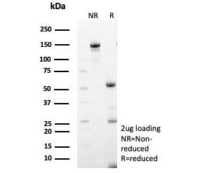 SDS-PAGE analysis of purified, BSA-free MX1 antibody (clone MX1/7527) as confirmation of integrity and purity.
