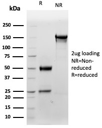 SDS-PAGE analysis of purified, BSA-free S100B/Astrocyte Marker antibody (clone S100B/4159) as confirmation of integrity and purity.