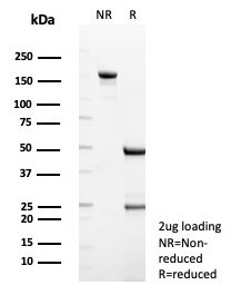 SDS-PAGE analysis of purified, BSA-free Transmembrane protease serine 2 antibody (clone TMPRSS2/7420) as confirmation of integrity and purity.