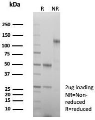 SDS-PAGE analysis of purified, BSA-free Parvin antibody (clone PARVB/8214R) as confirmation of integrity and purity.