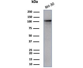MutS homolog 2 Antibody (clone MSH2/3165) / MSH2 Antibody. Western blot analysis of human RH30 cell lysate using MutS homolog 2 antibody (clone MSH2/3165). A band is detected at approximately 105 kDa, consistent with the predicted molecular weight of MutS homolog 2 / MSH2.