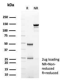 SDS-PAGE analysis of purified, BSA-free recombinant TPO antibody (clone rTPO/7248) as confirmation of integrity and purity.