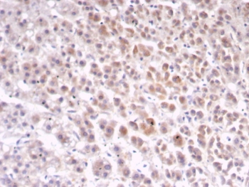 IHC staining of FFPE human adrenal gland tissue with IL1RN antibody (clone IL1RA/4716). HIER: boil tissue sections in pH 9 10mM Tris with 1mM EDTA for 20 min and allow to cool before testing.