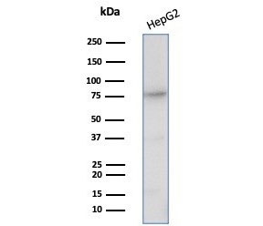CD26 Antibody HepG2 WB. Western blot analysis of human HepG2 cell lysate using a mouse monoclonal CD26 antibody detecting Dipeptidyl peptidase 4 (DPP4), clone DPP4/7415. A band is detected at approximately 90-110 kDa, consistent with the predicted molecular weight of glycosylated DPP4. This migration pattern reflects the heavily glycosylated nature of CD26 as a functional membrane-associated serine exopeptidase involved in peptide cleavage and immune signaling regulation. Detection in HepG2 cells aligns with the known expression of DPP4 in hepatic and epithelial-derived systems.