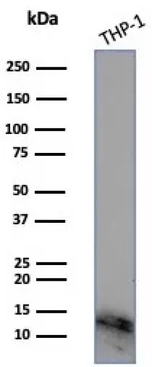BSEP Antibody THP-1 Cell WB. Western blot analysis of THP-1 cell lysate using BSEP Antibody / Bile Salt Export Pump Antibody. An HRP-conjugated secondary antibody with ECL substrate was used for detection. BSEP Antibody detects a predominant band at approximately 12-15 kDa in THP-1 cell lysate.
