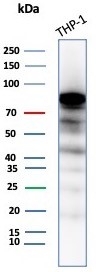 SATB2 Antibody ThP-1 Cell WB. Western blot testing of human THP-1 cell lysate with SATB2 antibody (clone SATB2/8264R). Predicted molecular weight ~83 kDa.
