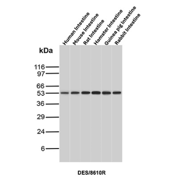 Desmin Antibody Multi-Species Intestine WB. Western blot analysis of intestine tissue lysates from human, mouse, rat, hamster, guinea pig, and rabbit using Desmin Antibody (clone DES/8610R) detects a band at approximately 53 kDa across all species, consistent with the expected molecular weight of Desmin. The conserved banding pattern supports reliable cross-species detection of this muscle-associated intermediate filament protein, reflecting its expression in smooth muscle components of intestinal tissue.