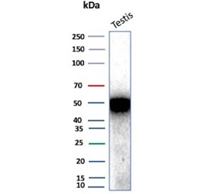 Inhibin alpha Antibody Recombinant Rabbit MAb (clone INHA/8872R) western blot analysis. Western blot testing of human testis tissue lysate using Inhibin alpha Antibody Recombinant Rabbit MAb (clone INHA/8872R). A band is detected at approximately 40 kDa, consistent with the predicted molecular weight of Inhibin subunit alpha (INHA). A slightly higher apparent molecular weight band may be observed due to glycosylation of the inhibin alpha protein.
