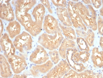 GBX2 Antibody Kidney IHC. Immunohistochemistry analysis of FFPE human kidney tissue stained with GBX2 Antibody clone GBX2/7235 demonstrates diffuse cytoplasmic HRP-DAB brown staining throughout renal tubular epithelial cell populations, consistent with expression of Gastrulation brain homeobox 2 / GBX2 in epithelial-associated cellular compartments. The observed staining pattern supports the role of GBX2 as a developmental transcription factor involved in tissue differentiation and lineage-associated regulatory pathways. HIER: boil tissue sections in pH 9 10mM Tris with 1mM EDTA for 20 min and allow to cool before testing.