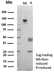 SDS-PAGE analysis of purified, BSA-free MLH1 antibody (clone rMLH1/8630) as confirmation of integrity and purity.