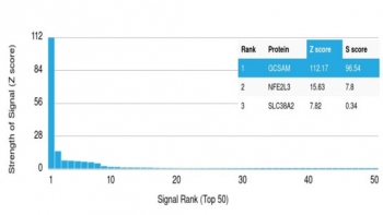 HGAL Antibody Protein Microarray Validation. Analysis of HuProt(TM) microarray containing more than 19,000 full-length human proteins using HGAL Antibody demonstrates highly selective recognition of HGAL / GCSAM with strong separation from non-target proteins across the tested human proteome. These results demonstrate the foremost specificity of the HGAL/2834 mAb and support highly specific detection of germinal center-associated B-cell differentiation and lymphoma-associated signaling pathways. The Z-score represents the strength of antibody binding signal relative to the overall array mean, while the S-score reflects target specificity relative to the next highest ranked protein signal. Elevated S-score separation supports preferential target recognition with minimal off-target binding across the tested human proteome.