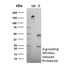 SDS-PAGE analysis of purified, BSA-free ALDH1L1 antibody (clone ALDH1L1/7958) as confirmation of integrity and purity.
