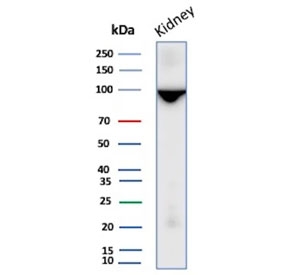 Western blot testing of human kidney tissue lysate with CD10 antibody. Routinely visualized at ~100 kDa.