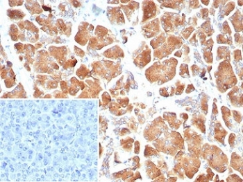 Claudin18.2 Antibody Pancreas IHC. Immunohistochemistry analysis of FFPE human pancreas tissue stained with Claudin18.2 Antibody / Gastrointestinal Cancer Marker clone CLDN18.2/8559R. Strong membranous and cytoplasmic HRP-DAB brown staining is observed in pancreatic epithelial cells, consistent with the tight junction-associated localization expected for Claudin18.2/CLDN18.2 in gastrointestinal epithelial tissues and pancreatic cancer-associated biology. The inset image shows a PBS-only negative control processed without primary antibody, confirming minimal non-specific background staining. Sections underwent HIER using 10mM Tris with 1mM EDTA buffer, pH 9, prior to immunostaining.