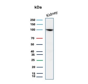 Western blot testing of human kidney tissue lysate with CD10 antibody. Routinely visualized at ~100 kDa.