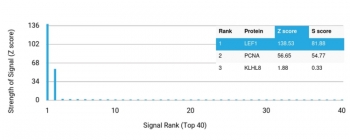 Analysis of a HuProt(TM) microarray containing more than 19,000 full-length human proteins using TCF1 alpha antibody (clone LEF1/6764). Z- and S- Score: The Z-score represents the strength of a signal that a monoclonal antibody (in combination with a fluorescently-tagged anti-IgG secondary antibody) produces when binding to a particular protein on the HuProt(TM) array. Z-scores are described in units of standard deviations (SD's) above the mean value of all signals generated on that array. If targets on HuProt(TM) are arranged in descending order of the Z-score, the S-score is the difference (also in units of SD's) between the Z-score. S-score therefore represents the relative target specificity of a mAb to its intended target. A mAb is considered to specific to its intended target, if the mAb has an S-score of at least 2.5. For example, if a mAb binds to protein X with a Z-score of 43 and to protein Y with a Z-score of 14, then the S-score for the binding of that mAb to protein X is equal to 29.