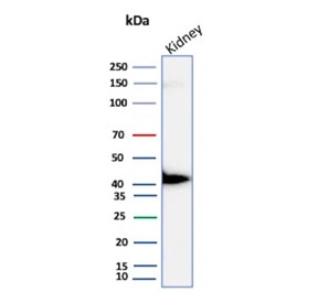 Western blot testing of human kidney tissue lysate with p504S antibody (clone AMACR/4757). Predicted molecular weight ~43 kDa.