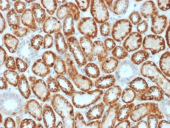 Immunohistochemistry of Occludin antibody in human kidney tissue. The mouse monoclonal clone OCLN/2182 demonstrates strong membranous HRP-DAB brown staining along renal tubular epithelial cell borders, consistent with tight junction localization of Occludin. Staining highlights apical lateral cell-cell junctions forming continuous circumferential patterns within tubular structures, while interstitial regions show minimal background signal. Heat-induced epitope retrieval was performed by boiling tissue sections in pH 9 10mM Tris with 1mM EDTA for 20 minutes followed by cooling prior to incubation.