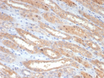 IHC staining of FFPE human kidney tissue with Occludin antibody mouse monoclonal (clone OCLN/2182). HIER: boil tissue sections in pH 9 10mM Tris with 1mM EDTA for 20 min and allow to cool before testing.