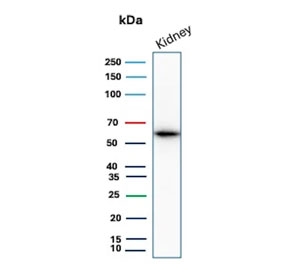Western blot analysis of OCLN antibody in human kidney tissue lysate. The recombinant monoclonal clone rOCLN/8525 detects a distinct band at approximately 59 kDa, consistent with the predicted molecular weight of Occludin. The observed band intensity and size align with expected endogenous OCLN expression in renal epithelial tissue, supporting specific detection of the tight junction-associated protein in human kidney lysate.