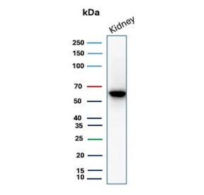 Western blot analysis of Occludin antibody in human kidney tissue lysate. The recombinant rabbit mAb clone OCLN/8526R detects a distinct band at approximately 59 kDa, consistent with the predicted molecular weight of Occludin. The observed band pattern aligns with expected endogenous OCLN expression in renal epithelial tissue and supports specific detection of the tight junction-associated protein in human kidney lysate.