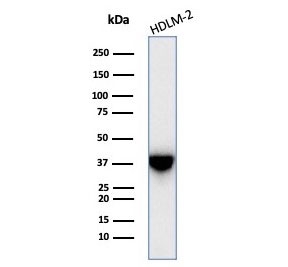 STING Antibody Clone STING1/7438 western blot analysis. Western blot analysis of human HDLM-2 cell lysate using STING Antibody Clone STING1/7438 detects a band at approximately 42 kDa, consistent with the predicted molecular weight of Stimulator of interferon genes protein / STING1 (TMEM173), a cytosolic adaptor that mediates cGAS-STING innate immune signaling and interferon activation.